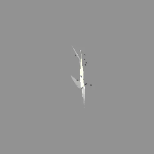 ridack_goldblack_ridack_wingblack