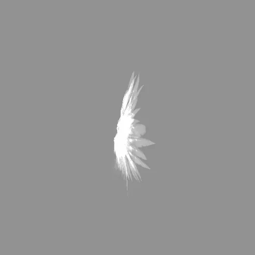 ridack_whitewing