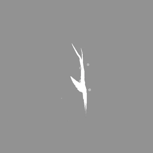 ridack_wingwhite